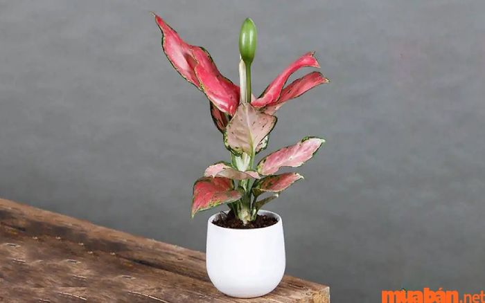 Cây Vạn Lộc tượng trưng cho tài lộc và may mắn không ngừng, giúp gia chủ gặp nhiều thuận lợi và thành công.