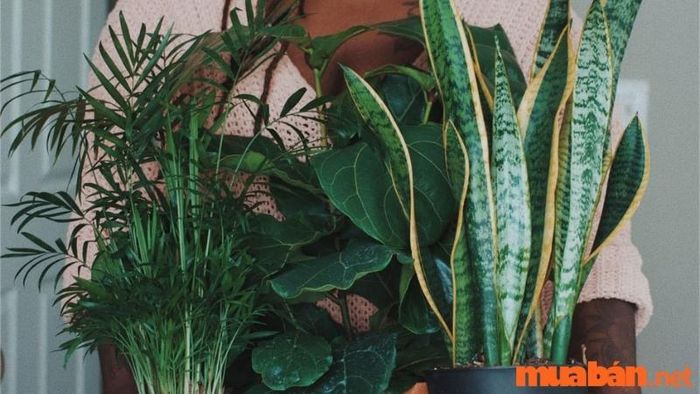 Cây lưỡi hổ hợp với mệnh nào?