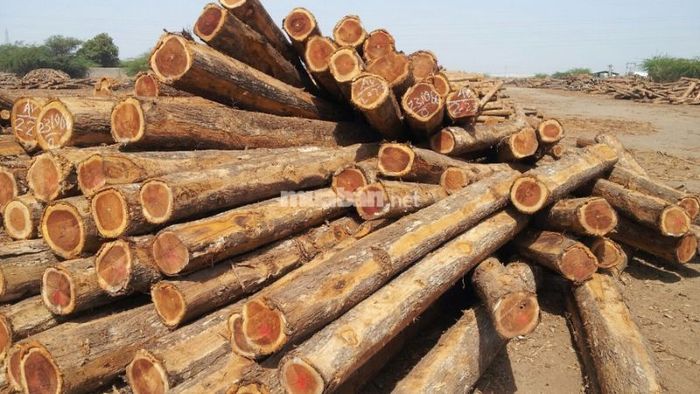Cây bạch đàn chủ yếu được trồng để lấy gỗ phục vụ ngành nội thất và xây dựng