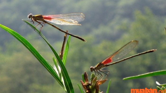 Cặp chuồn chuồn bay vào nhà, báo hiệu điều gì?
