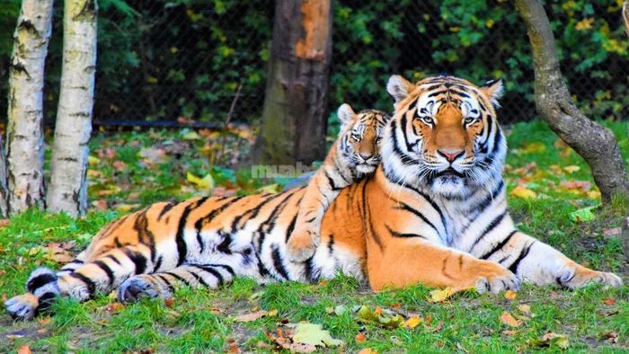 Tình duyên và gia đình nam tuổi Mậu Dần 1998 năm 2025
