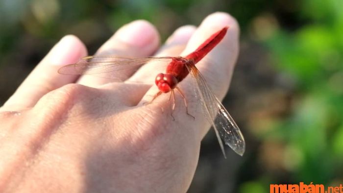 Chuồn chuồn đậu lên người, điềm báo gì?