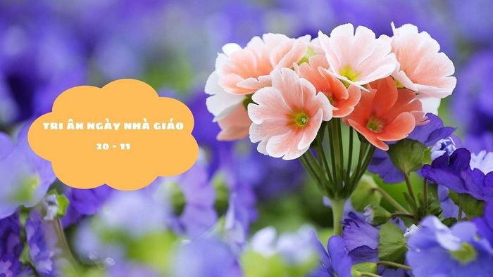 Tri ân thầy cô với phông nền hoa tươi tắn, đẹp mắt