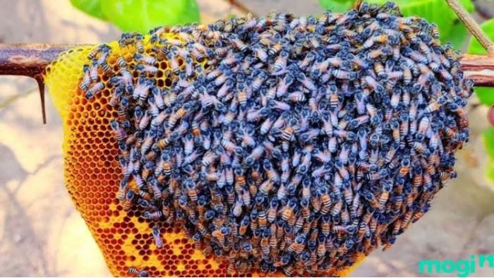 Ong làm tổ trong nhà báo hiệu điềm gì? Tốt hay xấu?