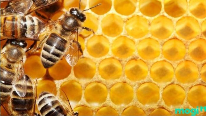 Ong làm tổ trong nhà là điềm gì? Tốt hay xấu?