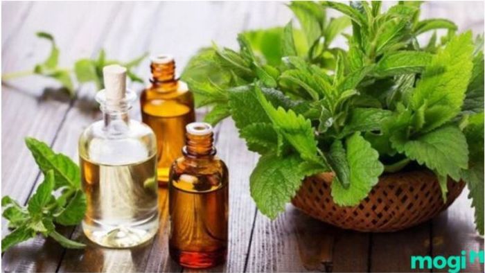 Ong làm tổ trong nhà có thực sự mang lại may mắn hay không?