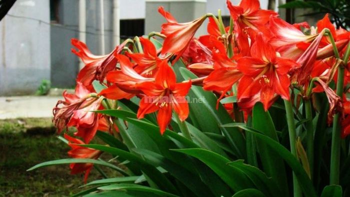 Tìm hiểu ý nghĩa của hoa Loa Kèn qua các màu sắc đặc trưng