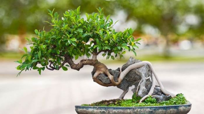 II. Triết lý trong nghệ thuật bonsai