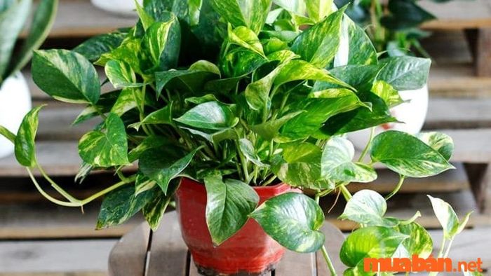 Cây vạn niên thanh có khả năng chữa trị một số bệnh nhất định