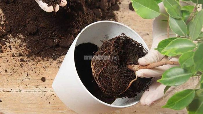 3. Thay chậu định kỳ để cây bonsai phát triển khỏe mạnh