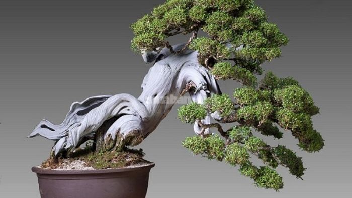 Cây bonsai là gì?