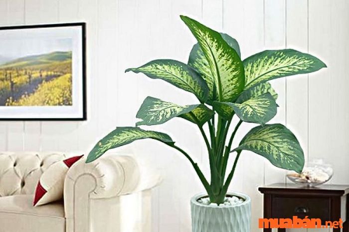 Cây vạn niên thanh là lựa chọn cây cảnh rất phổ biến trong các gia đình hiện nay.