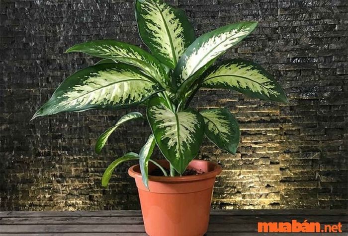 Giống Dieffenbachia Amoena của cây vạn niên thanh