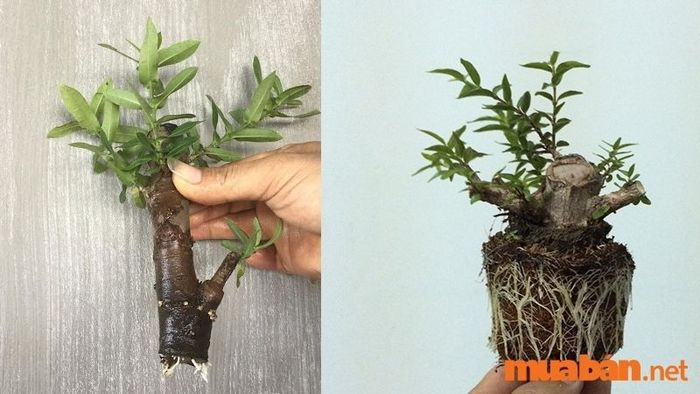 Cách trồng mai chiếu thủy qua phương pháp chiết cành