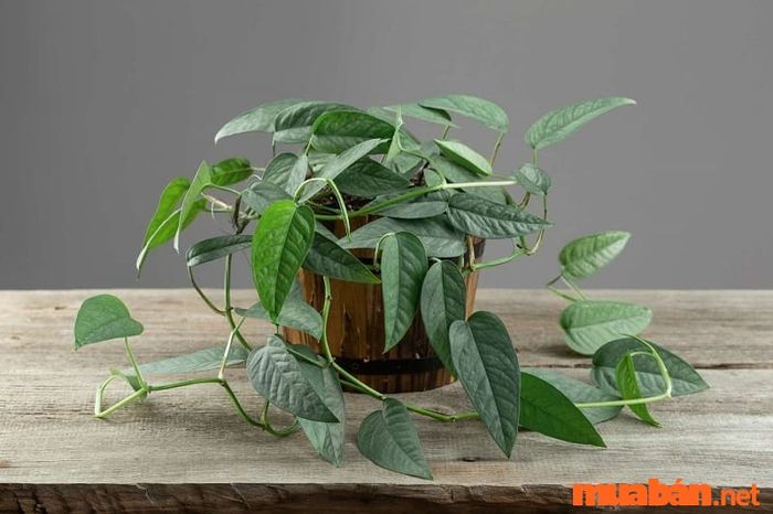 Cây vạn niên thanh mang đến không gian xanh mát cho ngôi nhà, giúp không khí trong nhà trở nên trong lành và tươi mới hơn.