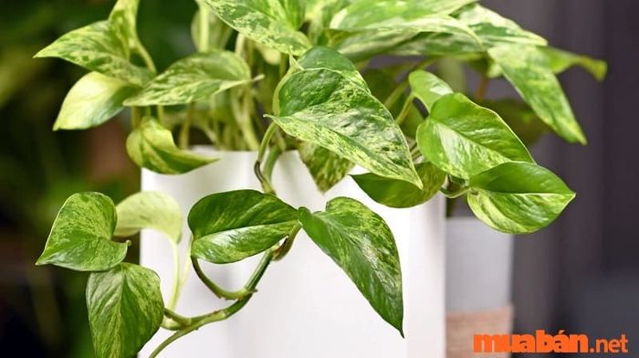 Cây vạn niên thanh có tác dụng làm sạch không khí, mang đến không gian trong lành hơn.