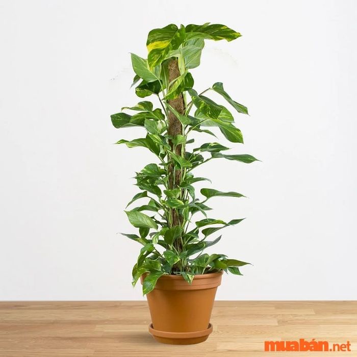 Giống Epipremnum của cây vạn niên thanh