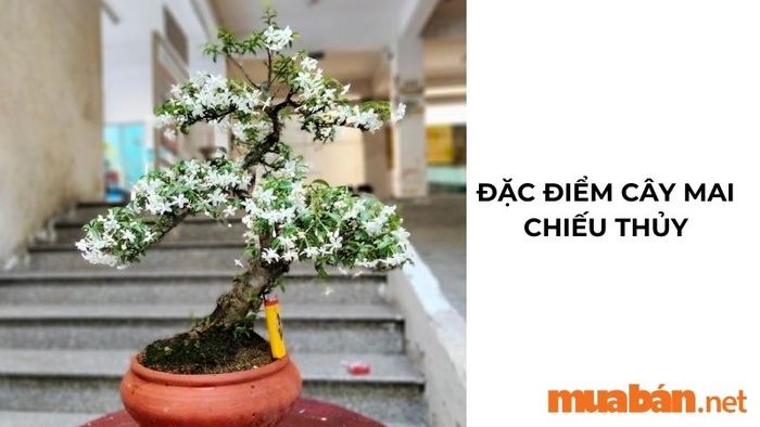 Những đặc điểm đặc trưng của cây mai chiếu thủy