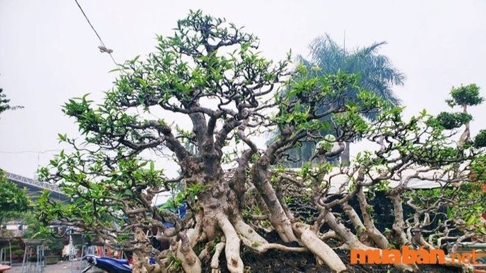 Những cây mai chiếu thủy xinh đẹp nhất - 5