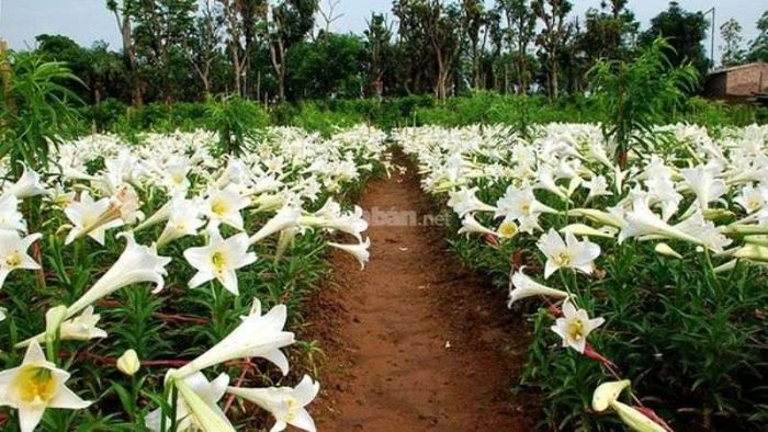 Hướng dẫn chi tiết cách trồng hoa loa kèn tại nhà cho người mới bắt đầu