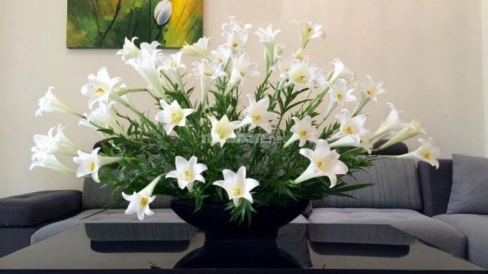 Đặt bình hoa Loa Kèn ở nơi thông thoáng và tránh ánh sáng trực tiếp từ mặt trời để hoa giữ được độ tươi lâu hơn