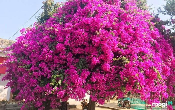 Có nên trồng hoa giấy trước nhà?