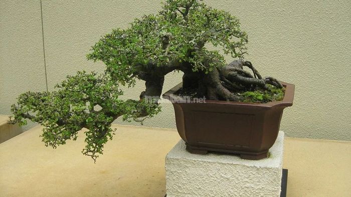 1. Dáng cây thác đổ