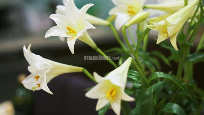 Loa kèn tứ quý khác với loa kèn ta ở chỗ, loài này có thể nở quanh năm mà không phụ thuộc vào mùa vụ.
