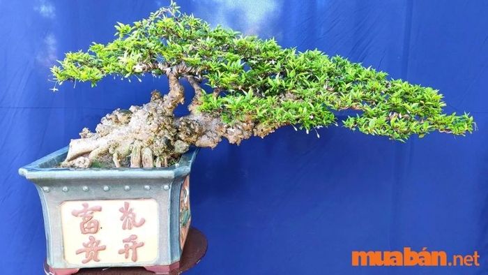 Cây mai chiếu thủy có thể trồng trong nhà hay không?