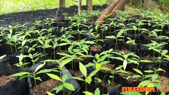 Cách trồng mai chiếu thủy từ hạt giống