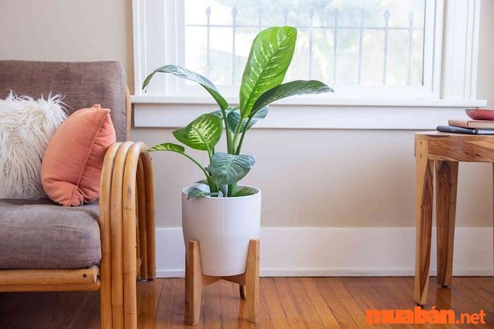 Giống Dieffenbachia Amoena của cây vạn niên thanh