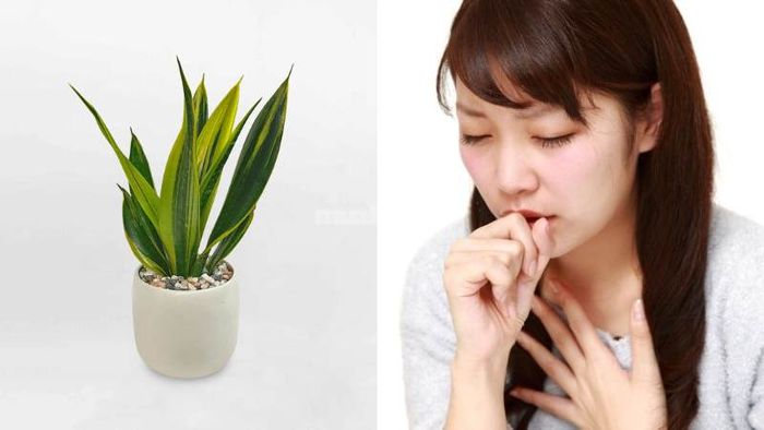Cây lưỡi hổ có thể hỗ trợ điều trị hen suyễn