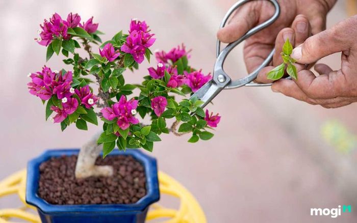 Liệu có nên trồng hoa giấy trước nhà không?