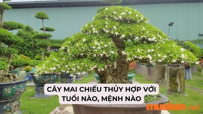 Cây mai chiếu thủy hợp với tuổi và mệnh nào?