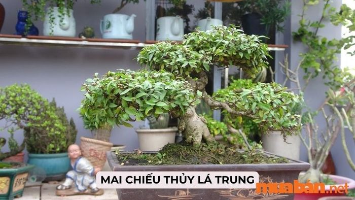 Giới thiệu về cây mai chiếu thủy lá trung