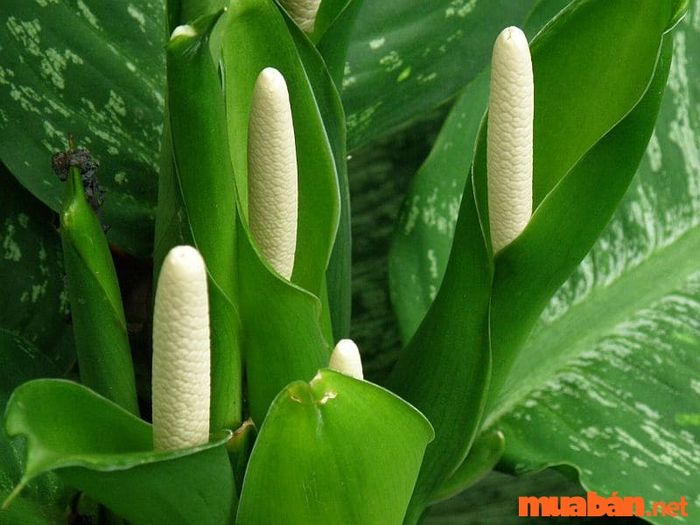 Hoa vạn niên thanh có ý nghĩa gì?