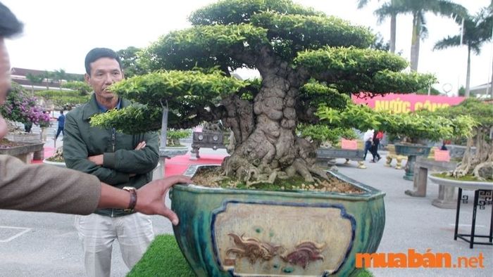 Các cây mai chiếu thủy đẹp nhất - 6