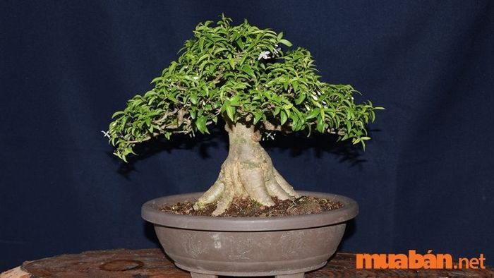 Các cây mai chiếu thủy đẹp nhất - 3