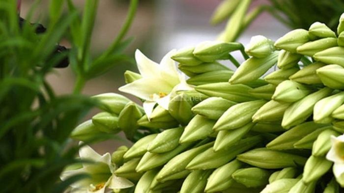 Khám phá một số công dụng của hoa Loa Kèn trong đời sống hàng ngày