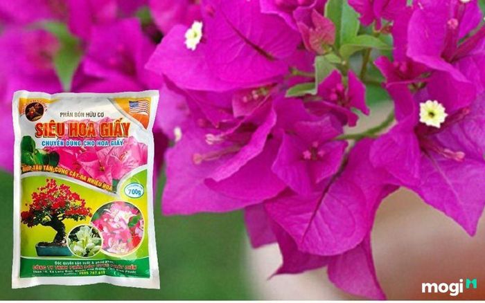 Có nên trồng hoa giấy trước nhà?