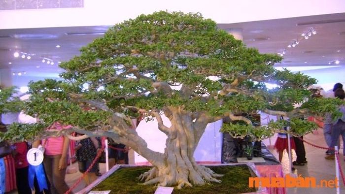 Những cây mai chiếu thủy tuyệt vời - 2