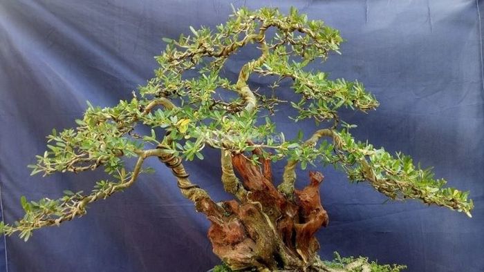 H4: 3. Dáng gió lùa của cây bonsai thể hiện sự tự do và nhẹ nhàng, như cơn gió thổi qua, mang lại sự thoải mái và thư thái.