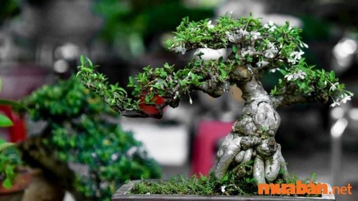 Hướng dẫn chăm sóc cây mai chiếu thủy