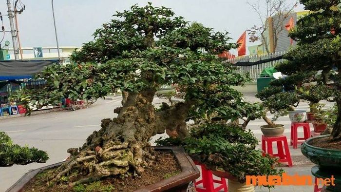 Những cây mai chiếu thủy xinh đẹp - 11