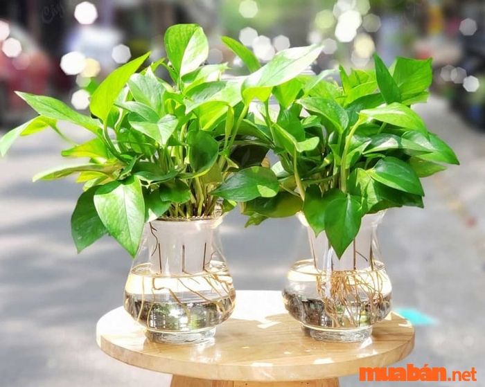 Cây vạn niên thanh có độc không?