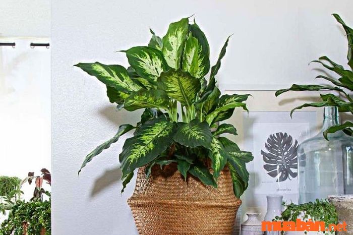 Các vị trí lý tưởng để đặt cây vạn niên thanh trong nhà