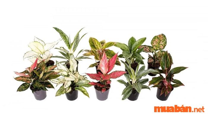 Giống Aglaonema của cây vạn niên thanh