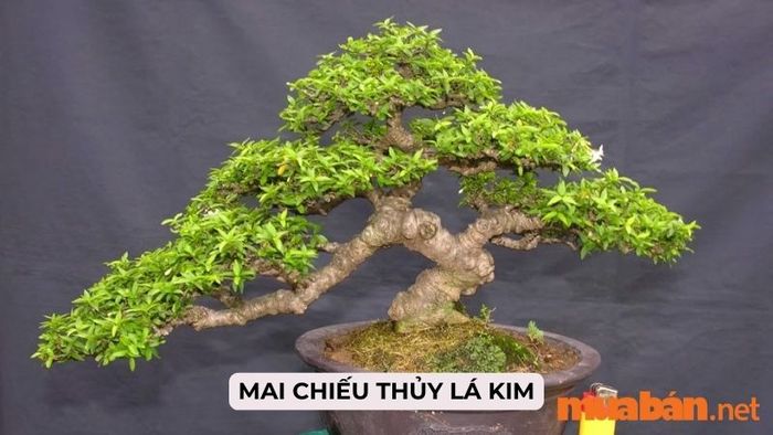 Giới thiệu về cây mai chiếu thủy lá kim