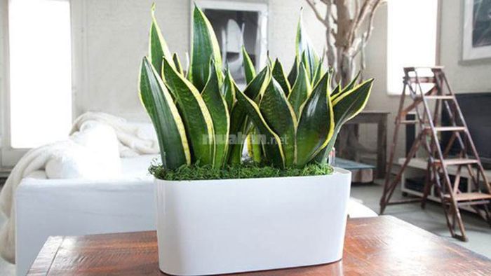 Phòng khách là vị trí lý tưởng để đặt cây lưỡi hổ, giúp thu hút vượng khí và mang lại tài lộc cho gia đình.
