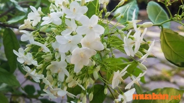 Lịch sử và nguồn gốc của cây mai chiếu thủy